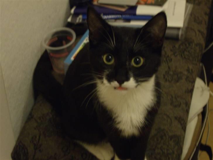 Huskat Molly billede 3