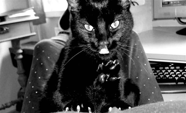 Huskat Maggie - Jeg er en rigtig misser. billede 1