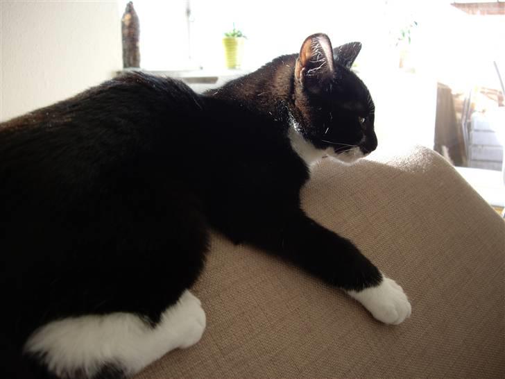 Huskat Molly billede 4