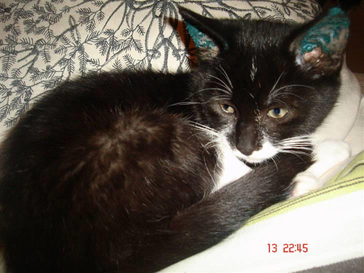 Huskat Molly billede 5