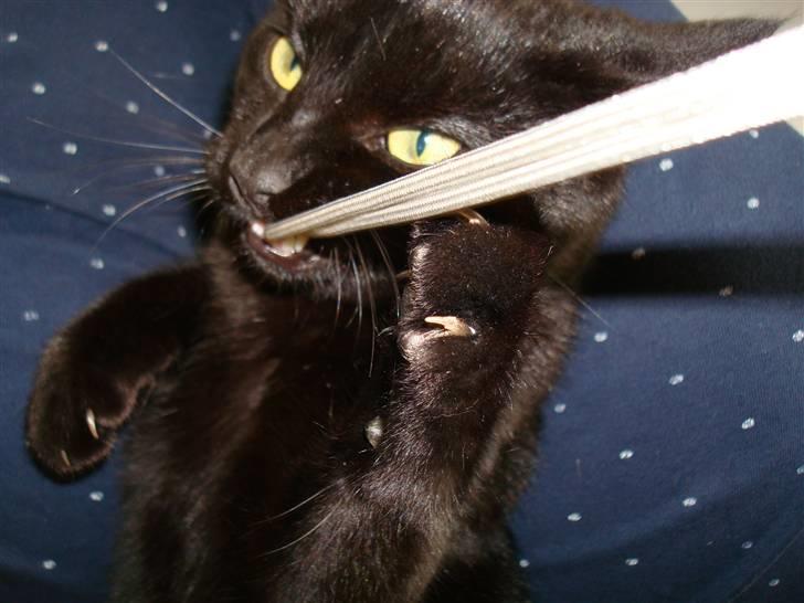 Huskat Maggie - *grrrr* den kamare snor skal bare bides ii! billede 2