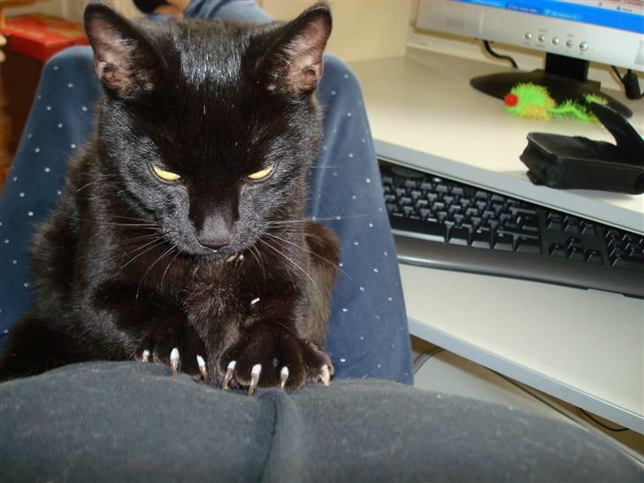 Huskat Maggie - raaaauw, jeg er rigtig ond til tider :o) billede 3