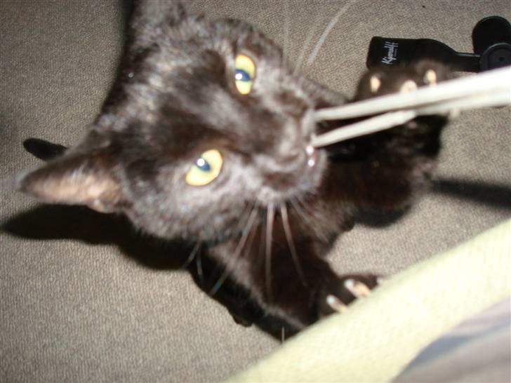 Huskat Maggie - Snoren er det bedste legetøj, især til diva billeder! billede 4