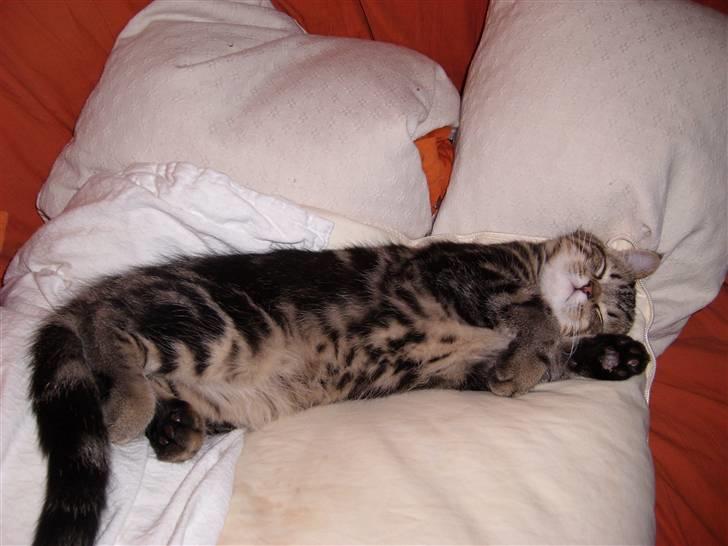 Blanding af racer Zilas Valo - Her tror jeg godt jeg vil blive(har været 1.døgn hos os) billede 2