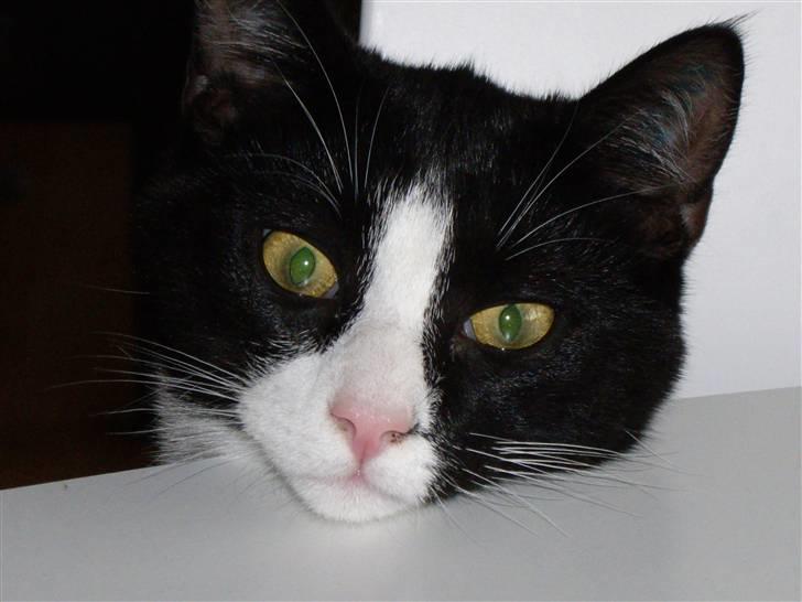 Huskat Max - Der er mad på bordet, men jeg ved godt at jeg ikke må komme op på bordet ;-) billede 1