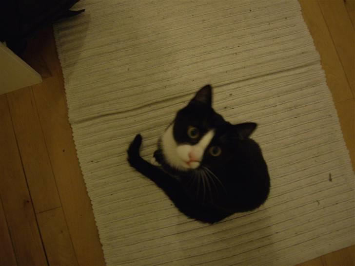 Huskat Max - Sikke en fin snor der hænger ned fra kameraet - jeg tror godt jeg kan fange den... billede 2