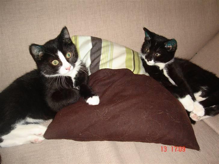 Huskat Max - Her sidder jeg og hygger mig med min søster Molly billede 3