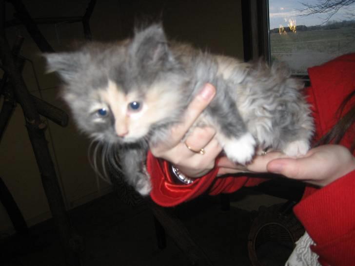 Norsk Skovkat Mini billede 1