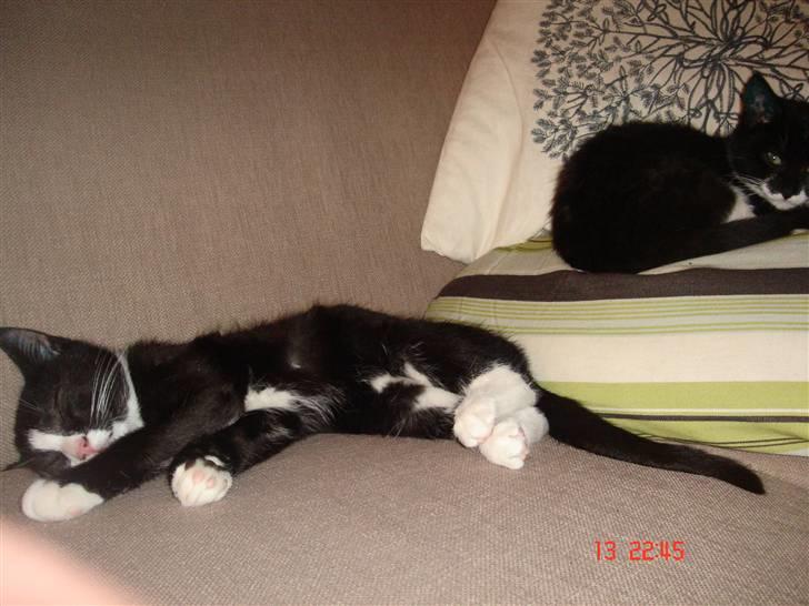 Huskat Max - Snooork... billede 4