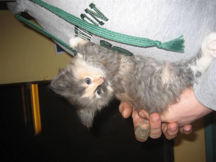 Norsk Skovkat Mini billede 2