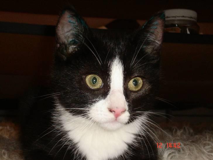 Huskat Max billede 5