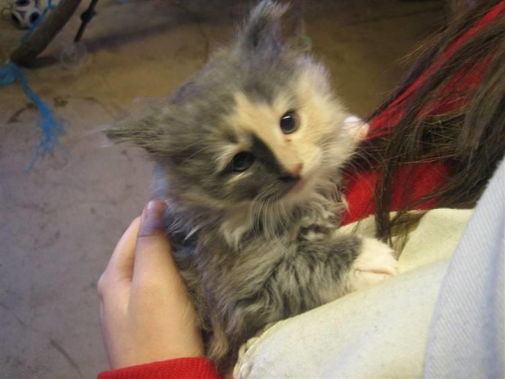 Norsk Skovkat Mini billede 3