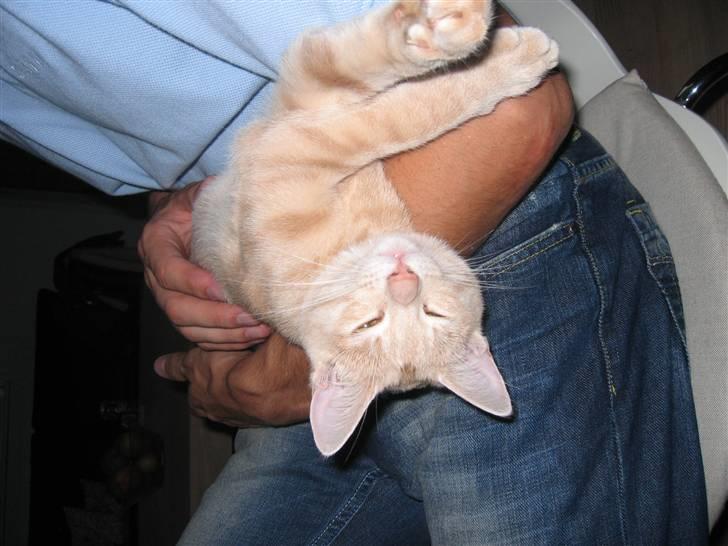 Huskat Tjuping billede 9