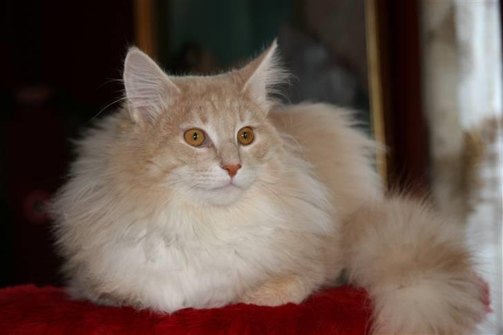 Norsk Skovkat luckey billede 1