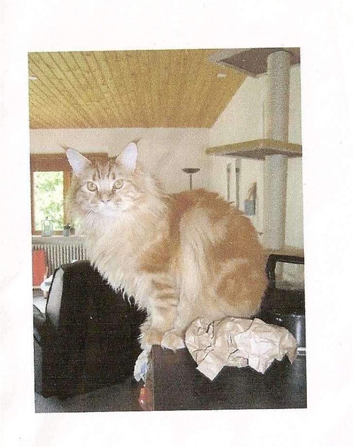 Maine Coon Ivalde - Fin udsigt herfra billede 11