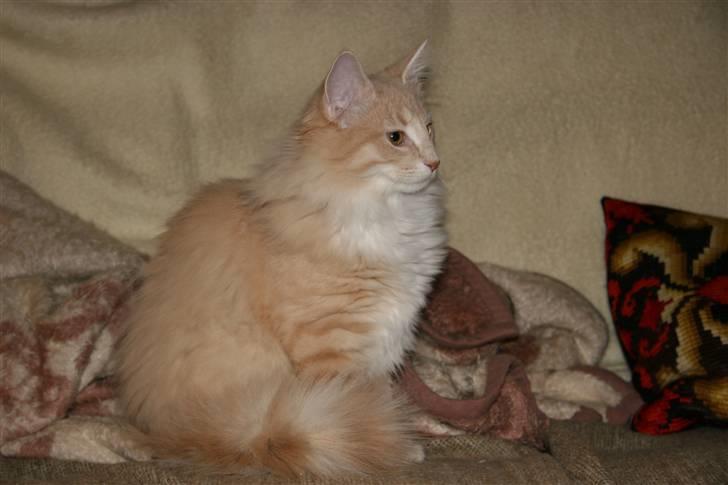 Norsk Skovkat luckey billede 2