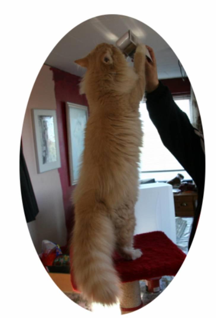 Norsk Skovkat luckey billede 3