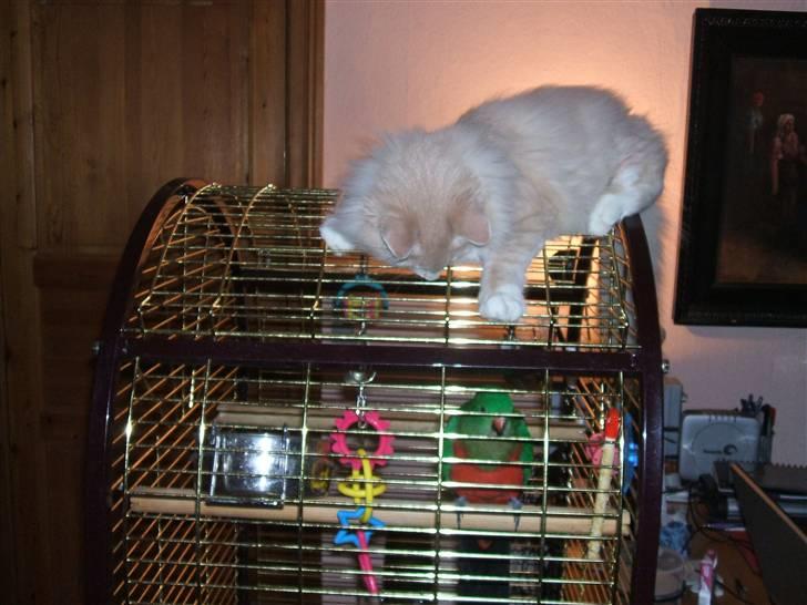 Norsk Skovkat luckey billede 4