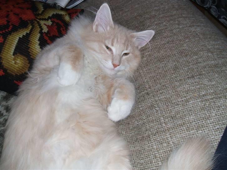 Norsk Skovkat luckey billede 5