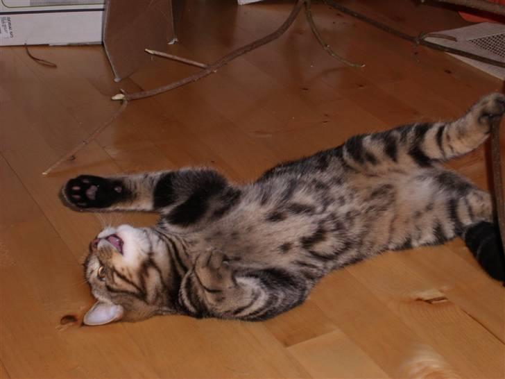 Blanding af racer Zilas Valo - Zilas 4 mdr leger med en strømpe i snor og en hyldebærgren billede 5