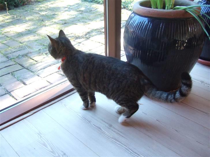 Blanding af racer miw - " i kan bare komme an fugle" billede 1