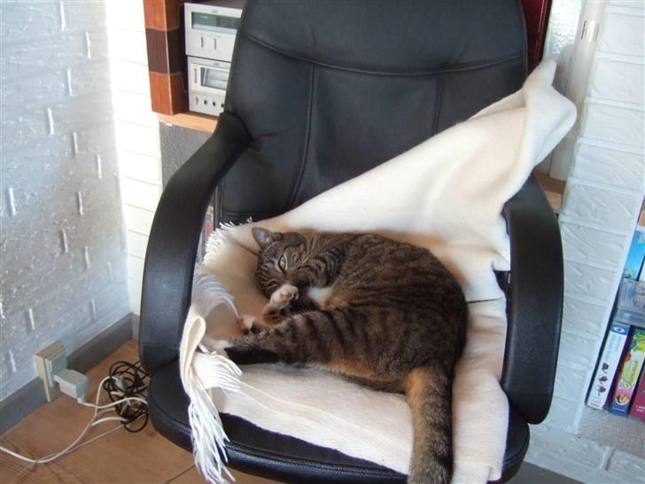 Blanding af racer miw - "hooarr !!!! jeg er sku trat" billede 2