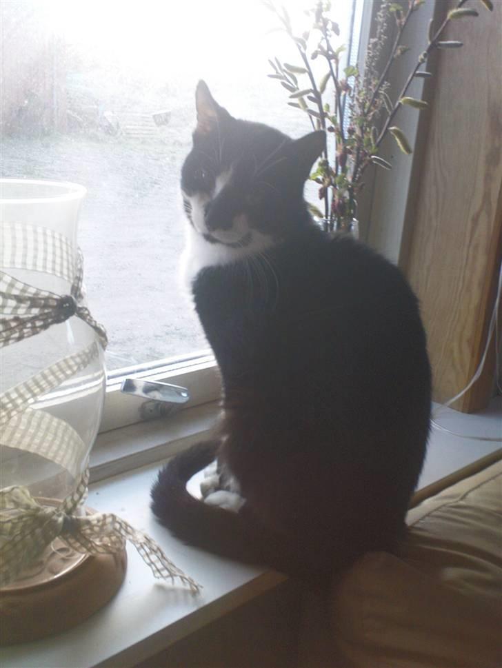 Blanding af racer samson R.I.P!)': billede 19