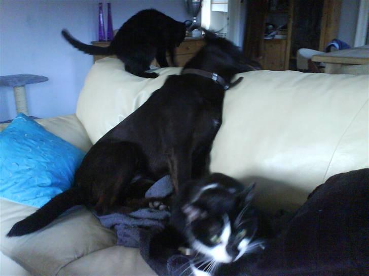 Blanding af racer samson R.I.P!)': billede 20