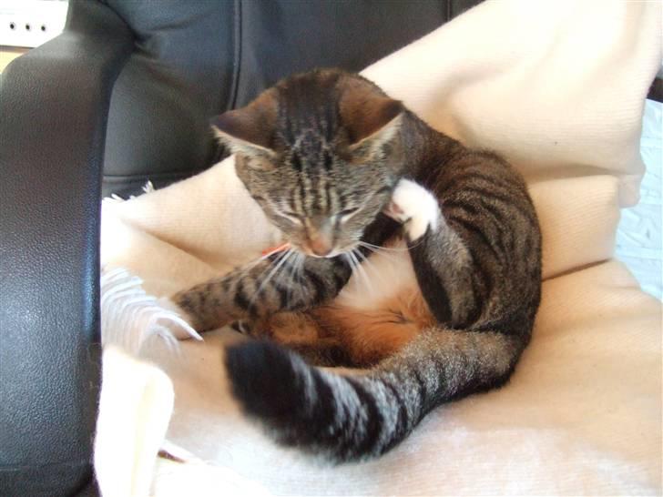 Blanding af racer miw - "det klør sådan" billede 3