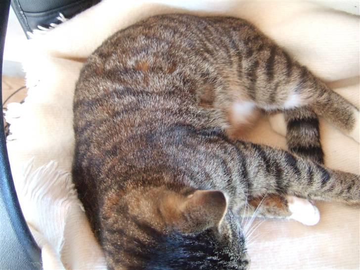 Blanding af racer miw - "roorhh pyhhhyyy" billede 4