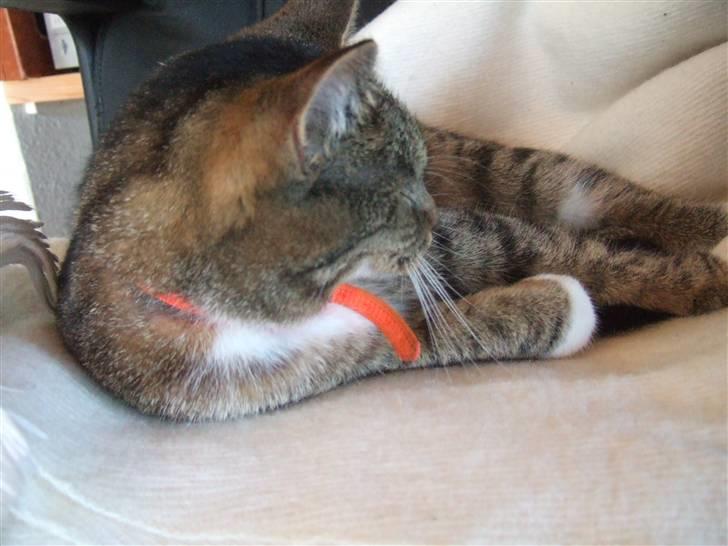 Blanding af racer miw - "man kan bare ikke få ro til at sove i det her hus. øhhhhvv billede 5