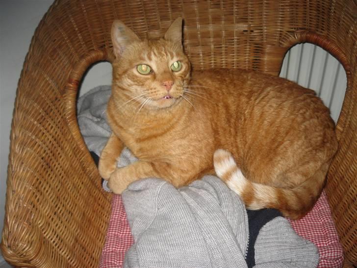 Blanding af racer Indy-  Himmelkat - hej hej <3  billede 19