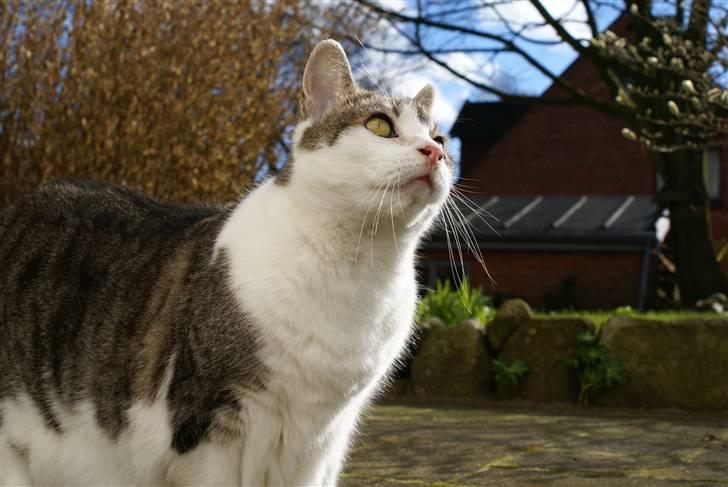 Blanding af racer Perle  - VELKOMMEN TIL MIN MISSER´S PROFIL billede 1