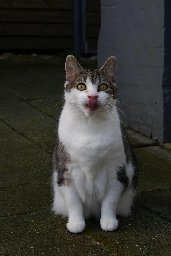 Blanding af racer Perle  - JEG KAN BARE SLIKKE MIG SELV I NÆSEN! EHEHEHE x´D  billede 2