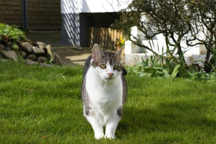 Blanding af racer Perle  - EHEHE? x´D ej, smuk og dejlig er hun :D billede 3