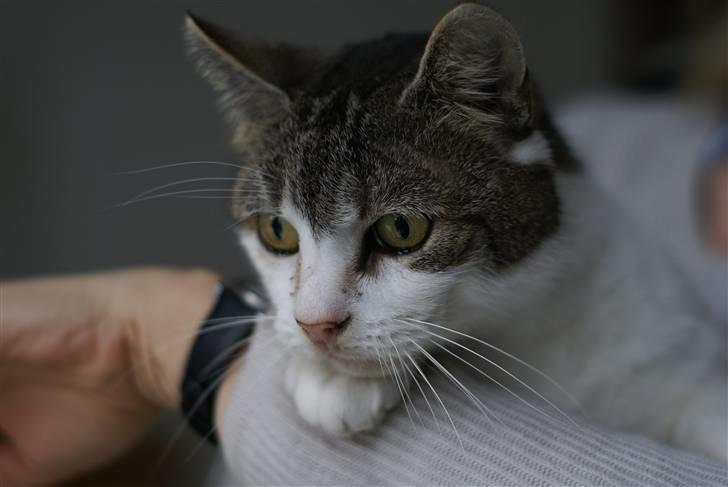 Blanding af racer Perle  billede 4