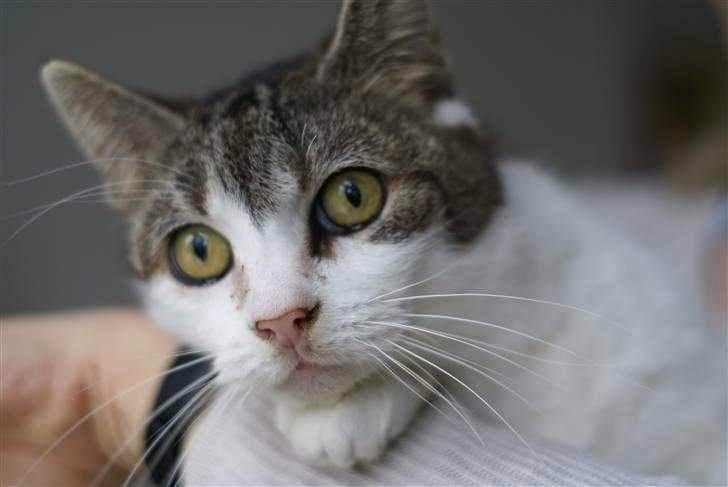 Blanding af racer Perle  billede 5