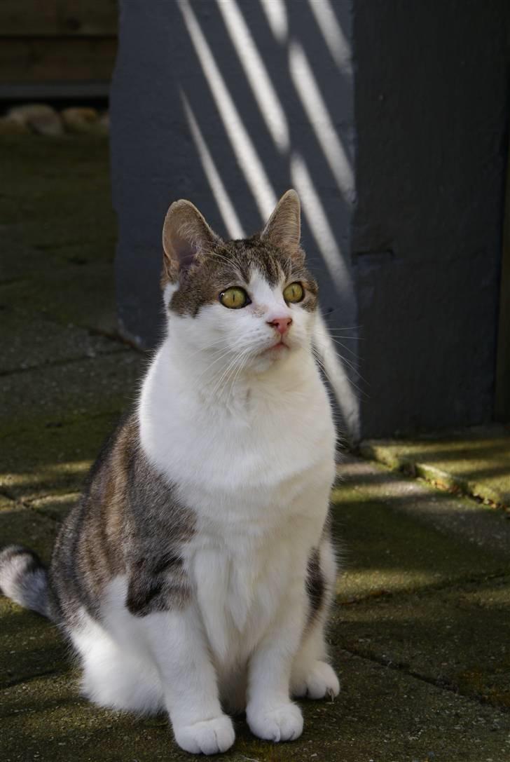 Blanding af racer Perle  - .. oO billede 6