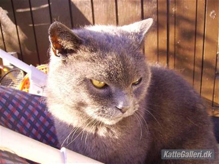 Chartreux Filur R.I.P. - En rigtig doven mis ligger og sover, efter at have slappet af. Udmattende billede 1