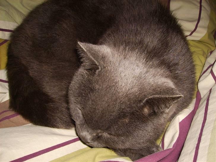 Chartreux Filur R.I.P. - Så soves der i min seng. Men hvos hvor skal jeg så sove? billede 2