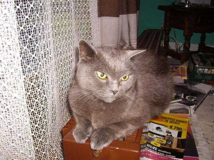 Chartreux Filur R.I.P. - Uuh en dejlig varm radiator, lige hvad man har brug for. billede 3