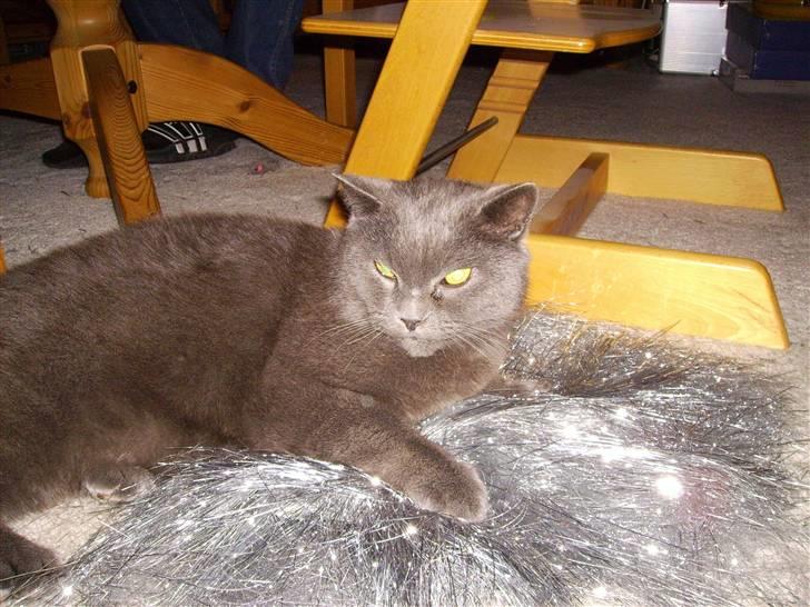 Chartreux Filur R.I.P. - Så er det nytår. Parykker kan bruges til alt. billede 4