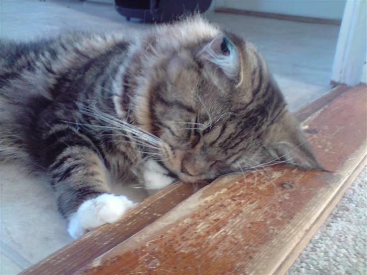 Norsk Skovkat Rofus - - Er du træt lille skat ? :b billede 18