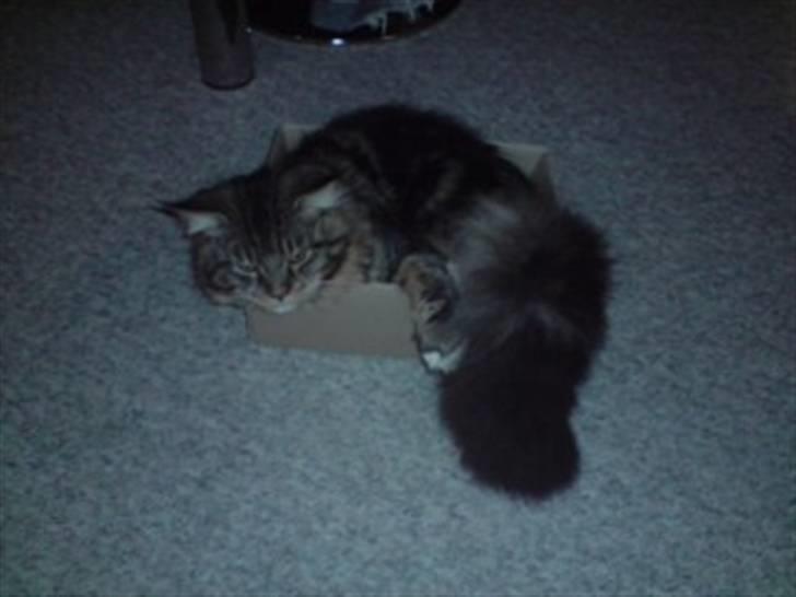 Norsk Skovkat Rofus - - Den kasse er vidst lidt for lille til dig søde ven!  billede 19