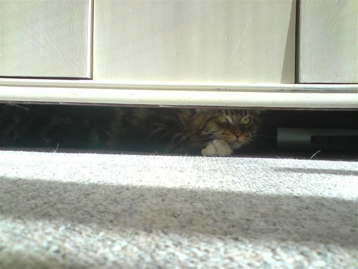 Norsk Skovkat Rofus - - Rofus og jeg leger tit gemmeleg :P billede 20