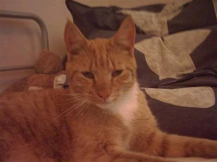 Huskat Bulle - søde skat. billede 2