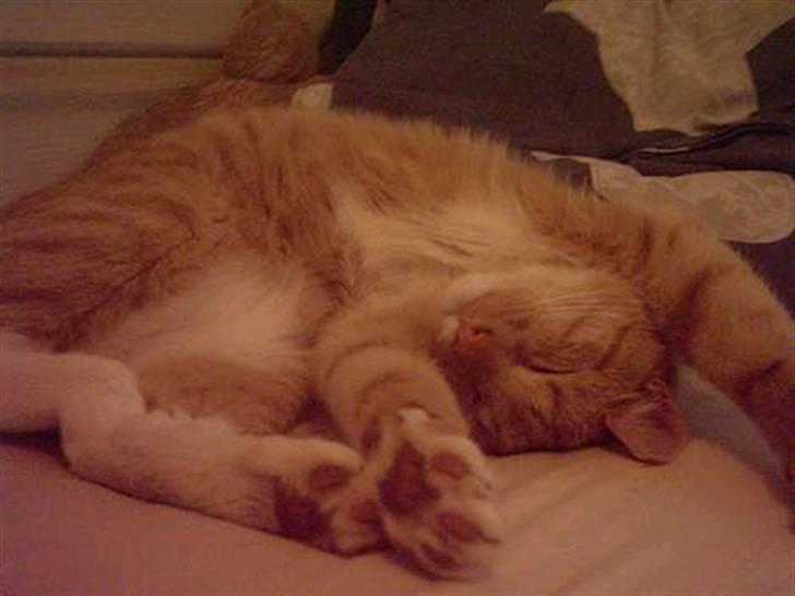 Huskat Bulle - han hygger sig i min seng. billede 3