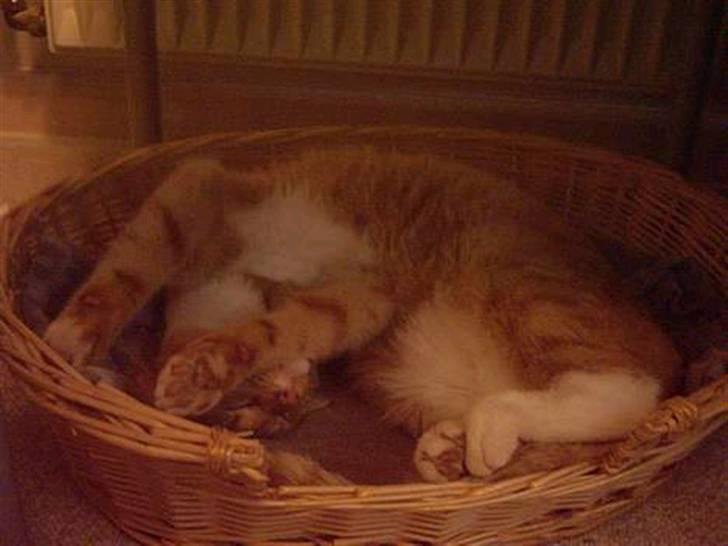 Huskat Bulle - dejlig stor kurv. (: billede 4