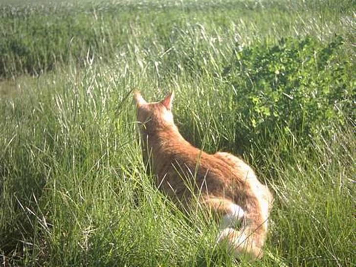 Huskat Bulle - mit lille rovdyr. <33 billede 5