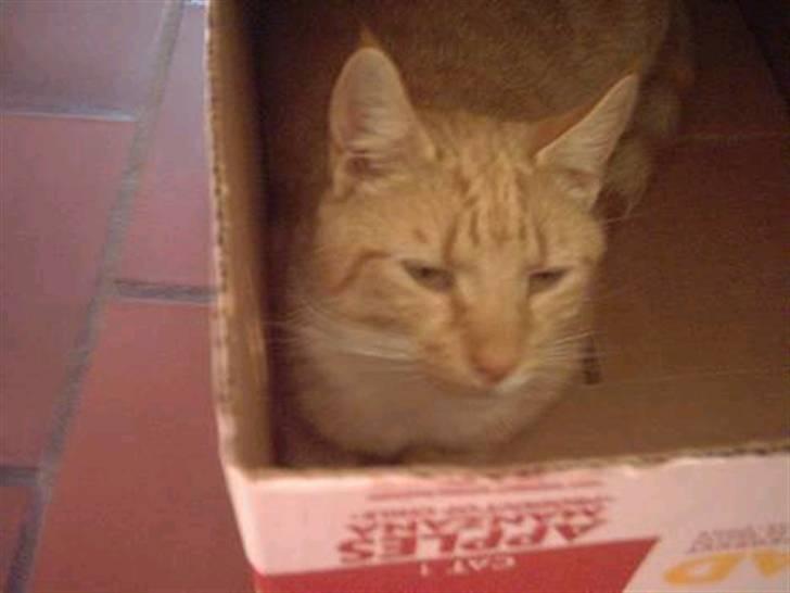 Huskat Bulle - kigger ud af sit gemme sted q; billede 6